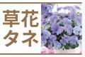 草花タネ