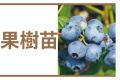 果樹苗
