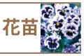 花苗
