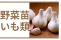 野菜苗