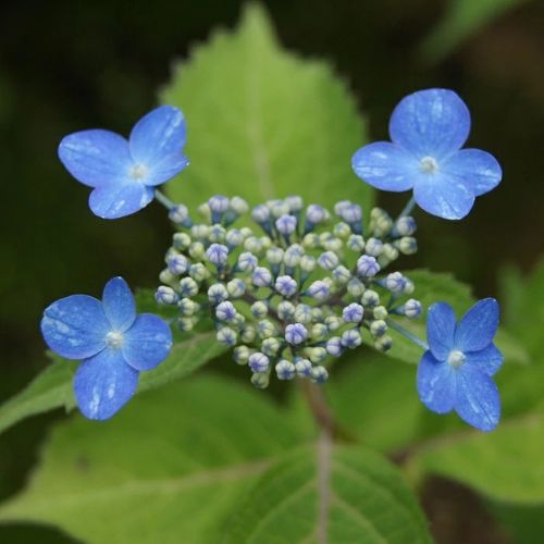 森藍絞り