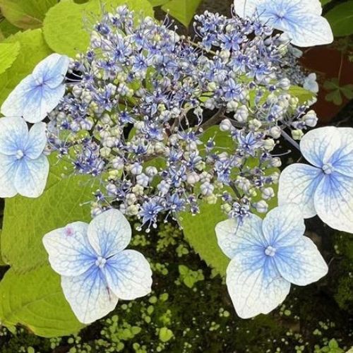 夢