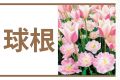 球根