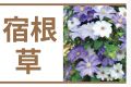 宿根