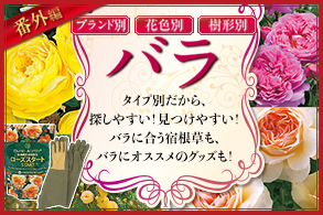 バラ