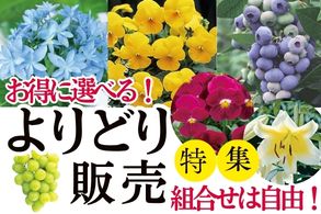 よりどり販売