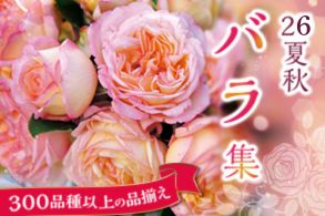 バラ