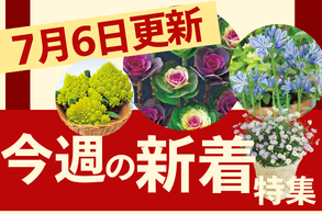 新着特集