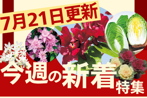 新着特集