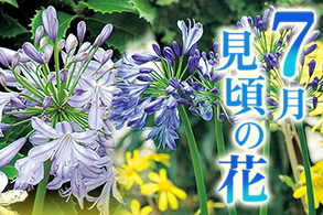 季節の花