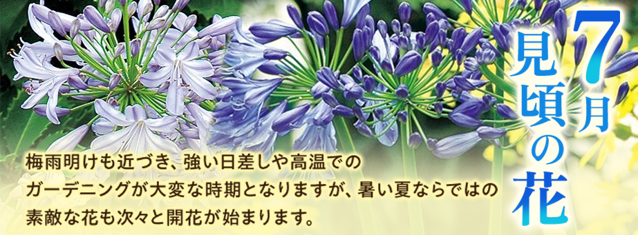 今、旬の花特集