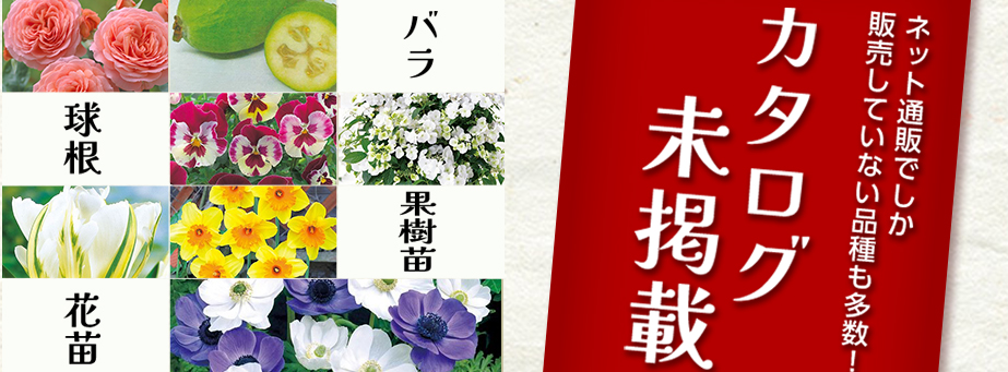 ■26年夏秋　カタログ未掲載