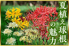 夏植え球根