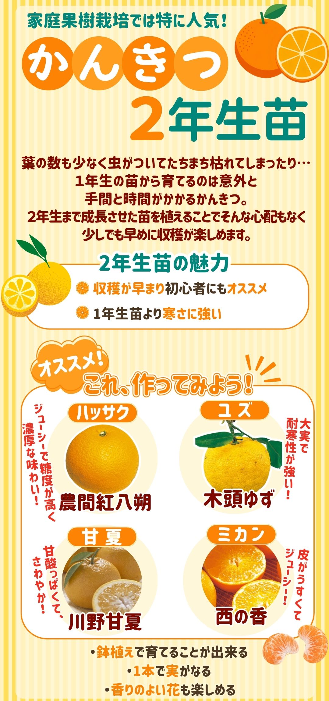 かんきつ２年生