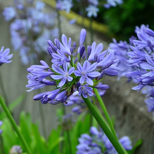 今、旬の花特集 | タキイネット通販