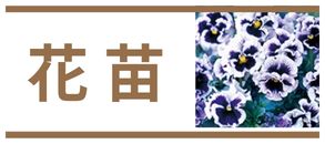 花苗