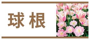 球根