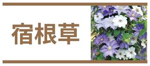 宿根