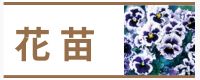 花苗