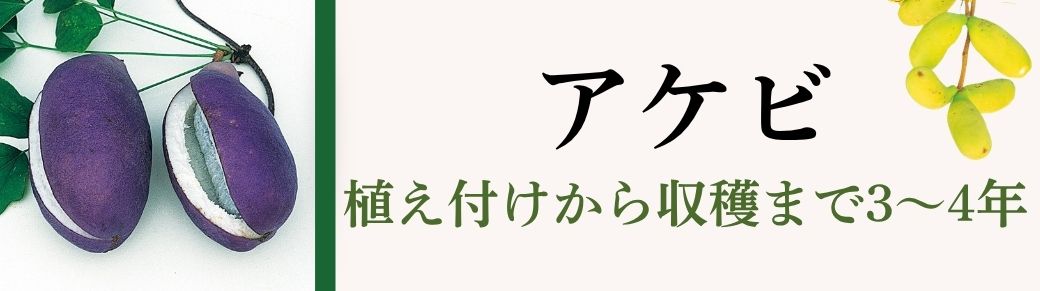 アケビ
