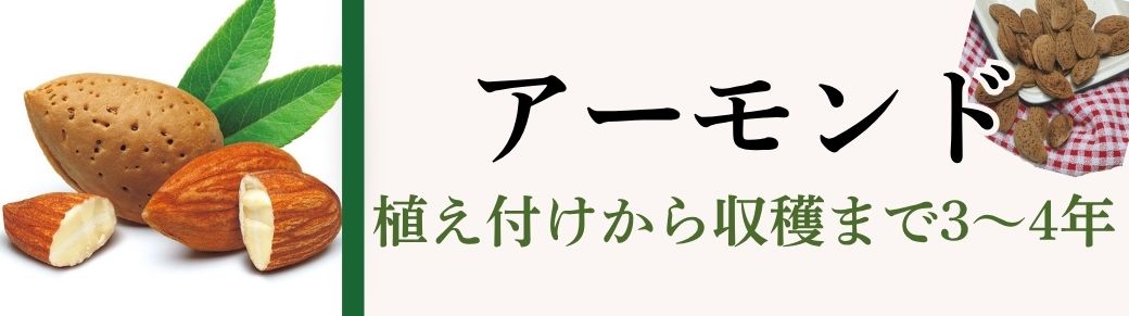 アーモンド