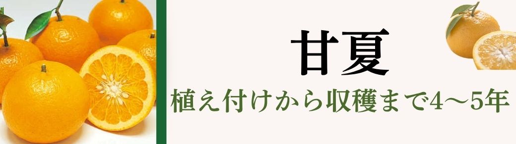 甘夏