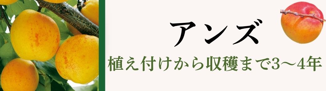 アンズ