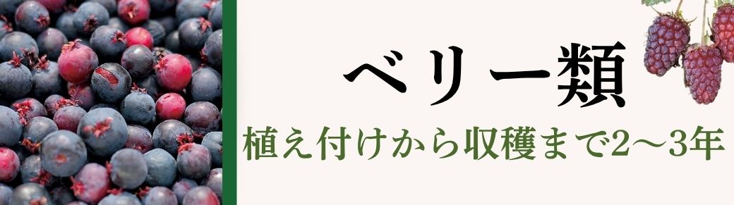 ベリー類