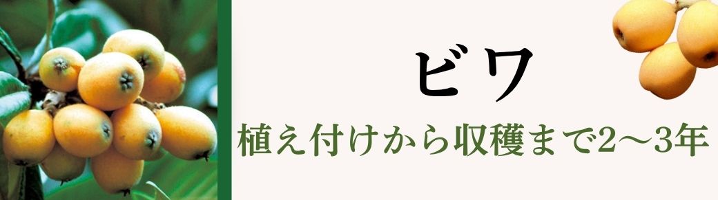 ビワ