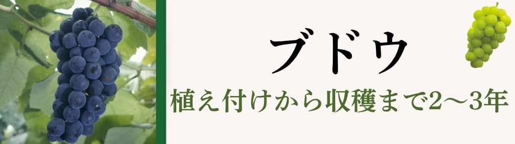 ブドウ