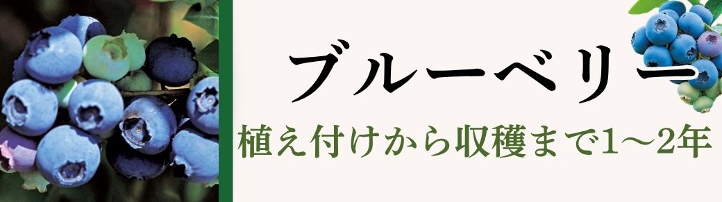 ブルーベリー