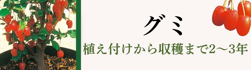 グミ