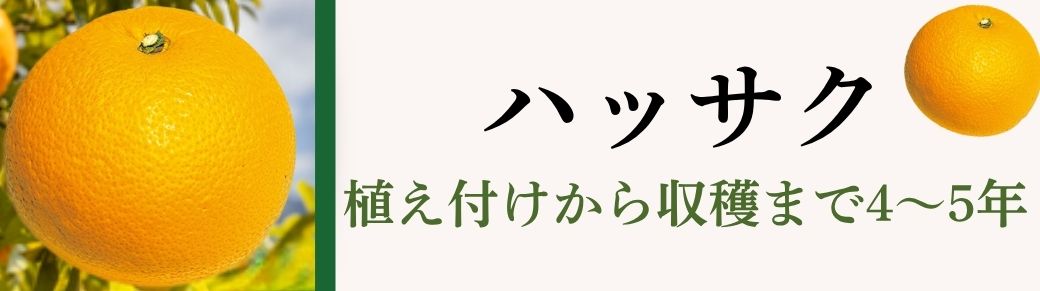 ハッサク