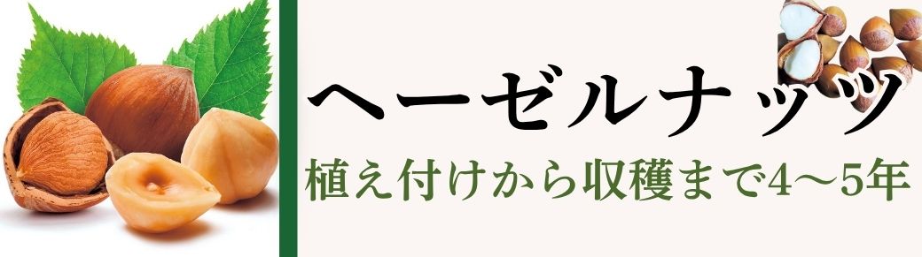 ヘーゼルナッツ