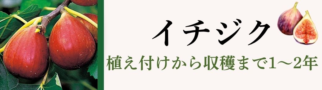 イチジク