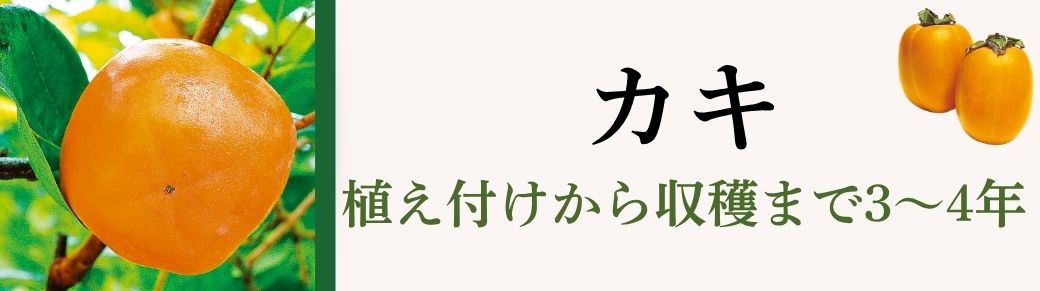 カキ