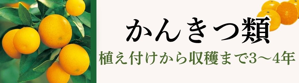 かんきつ類