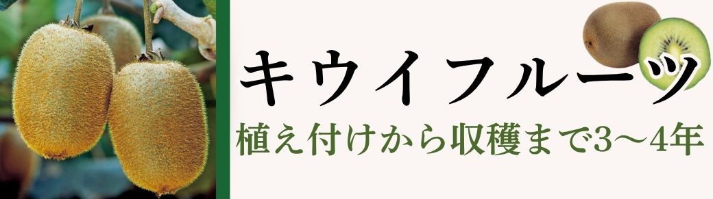 キウイフルーツ