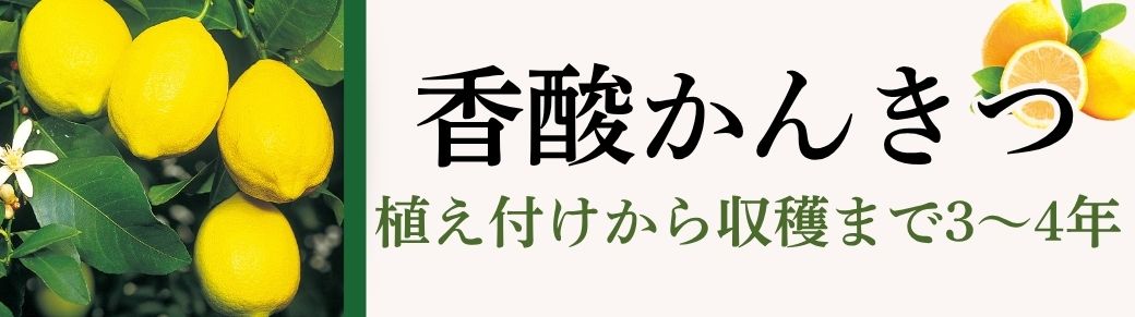 香酸かんきつ