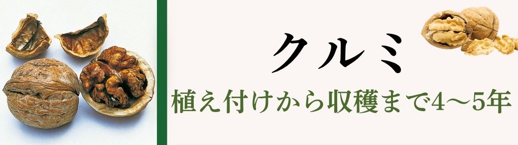 クルミ