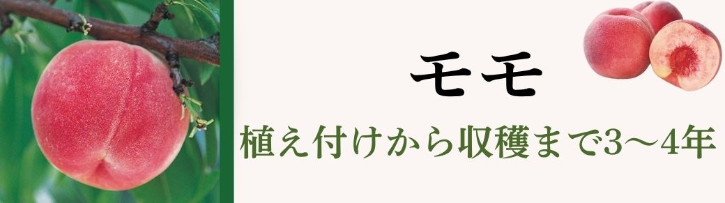 モモ