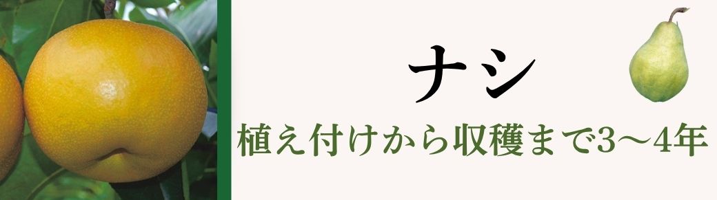 ナシ