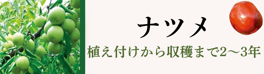 ナツメ