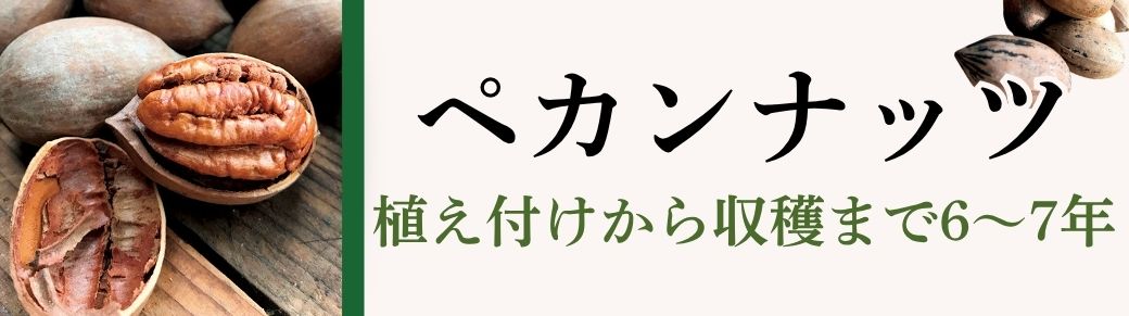 ペカンナッツ