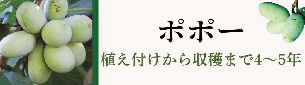 ポポー
