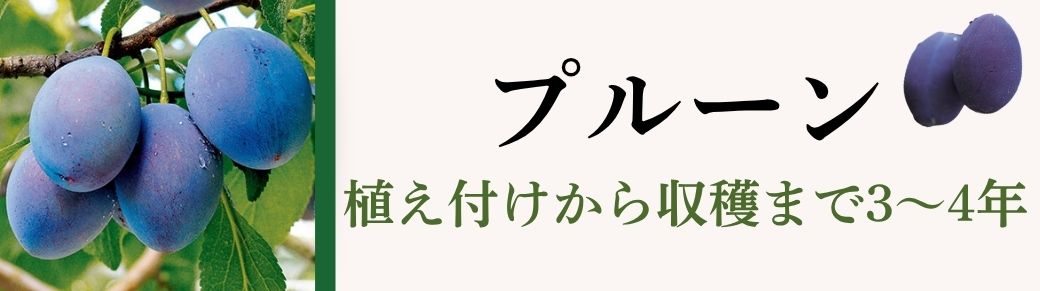 プルーン