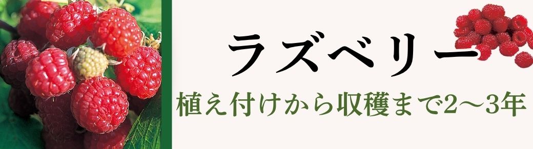 ラズベリー