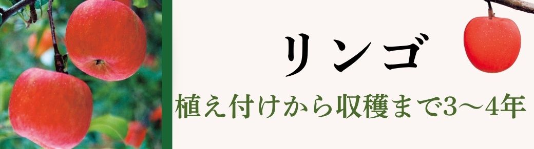 リンゴ