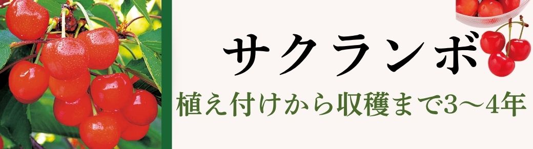 サクランボ