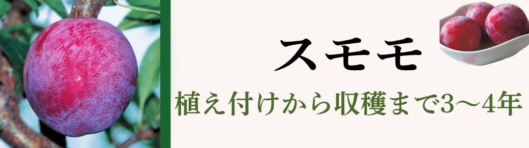 スモモ